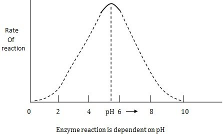 /enzyme reaction is dependent on pH